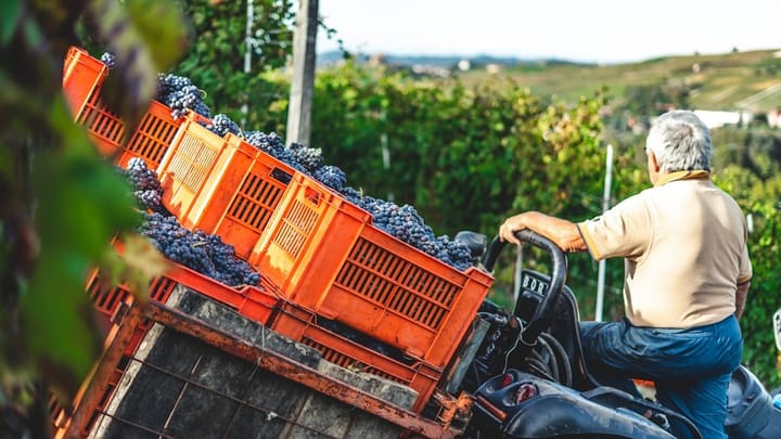 Vineyard workers harvesting grapes at dawn, showcasing early morning labor in response to extreme heat in Italy.